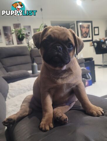Purebred Male Pug Puppy