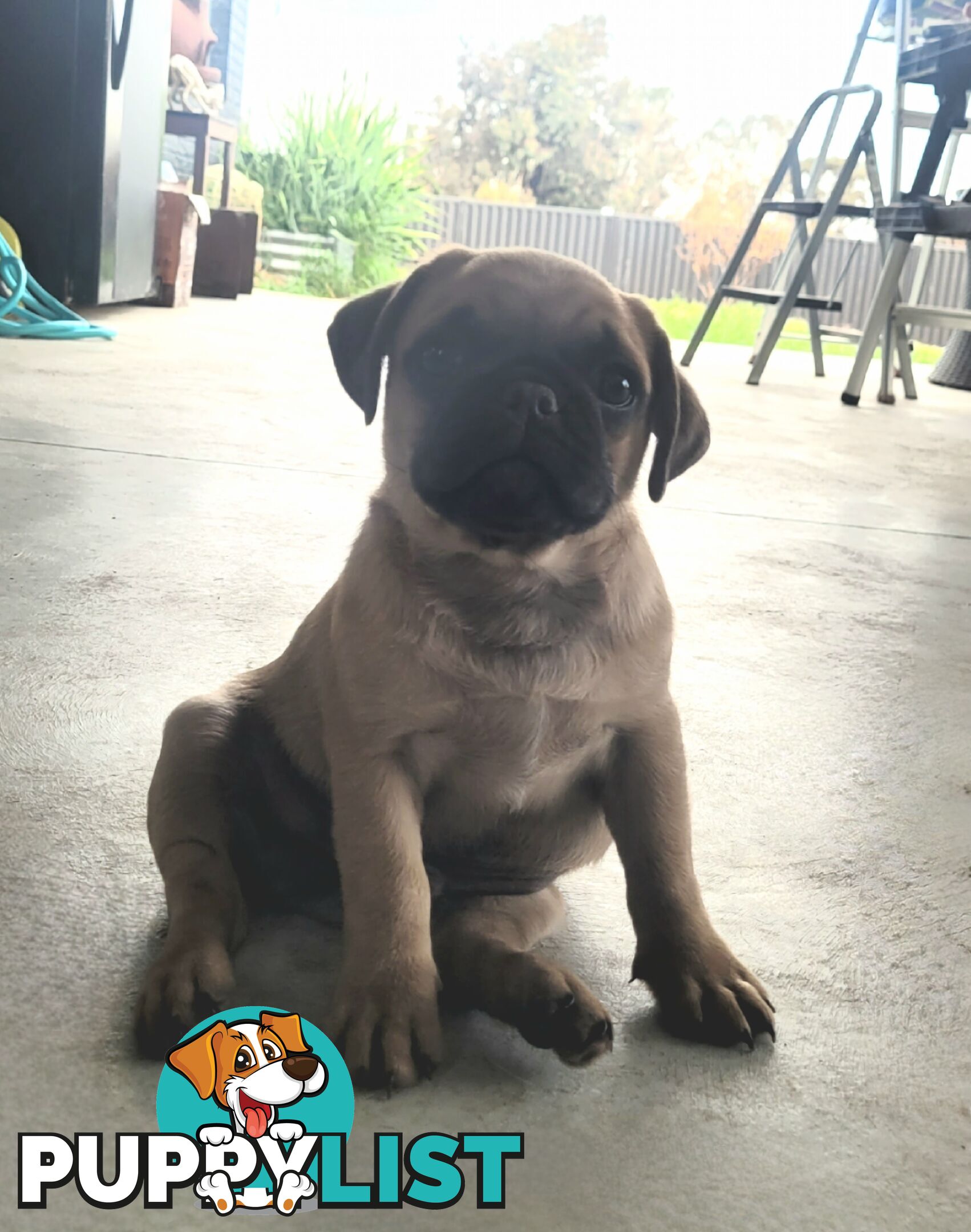 Purebred Pug Puppy