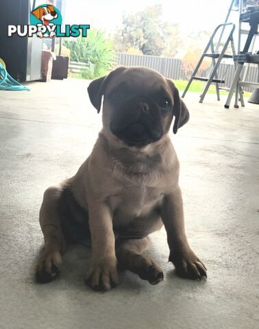Purebred Pug Puppy