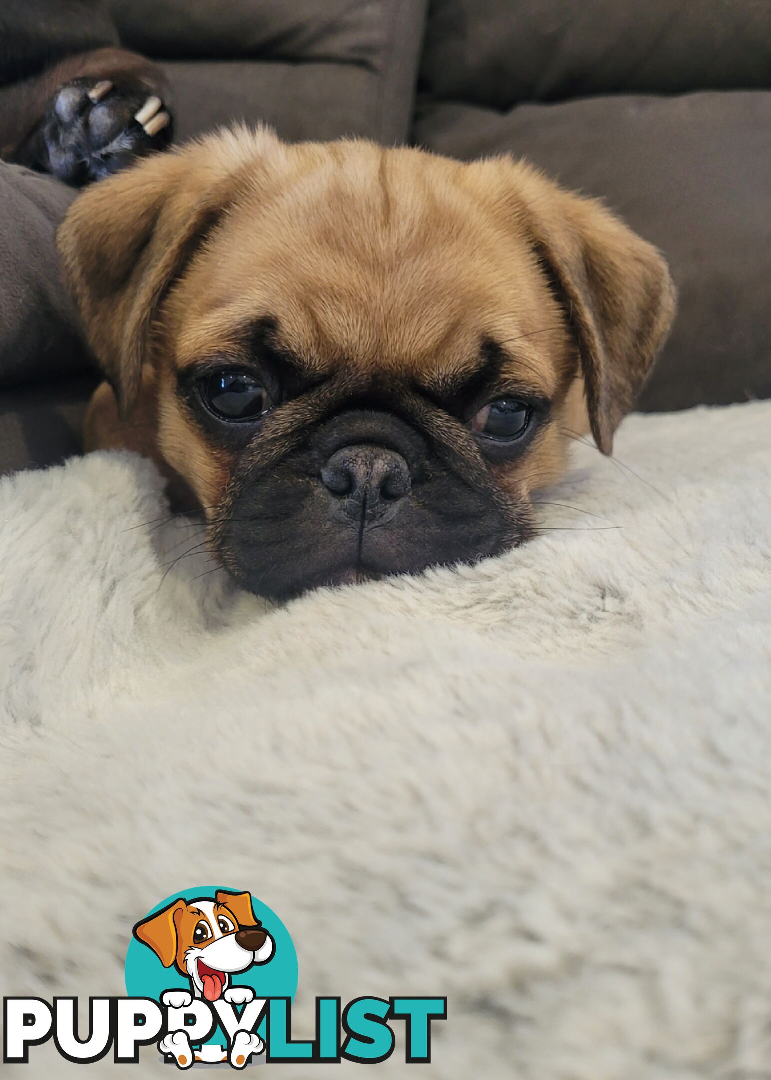 Purebred Pug Puppy