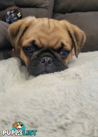 Purebred Pug Puppy