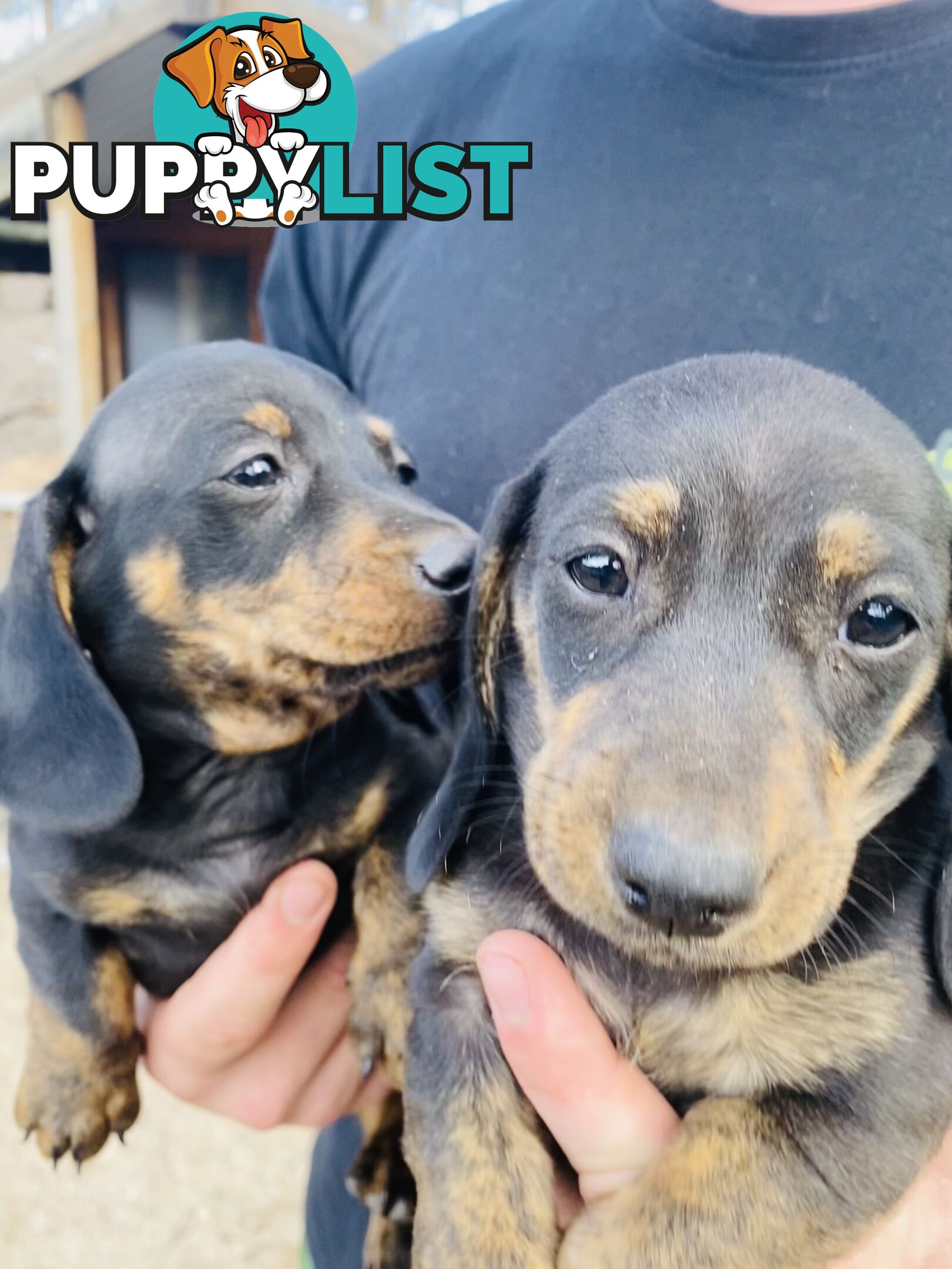 Mini Brindle Dachshund Pups