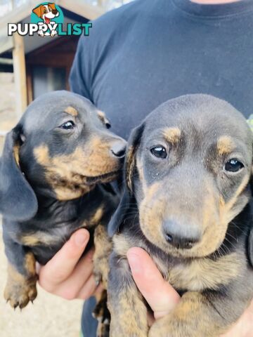 Mini Brindle Dachshund Pups