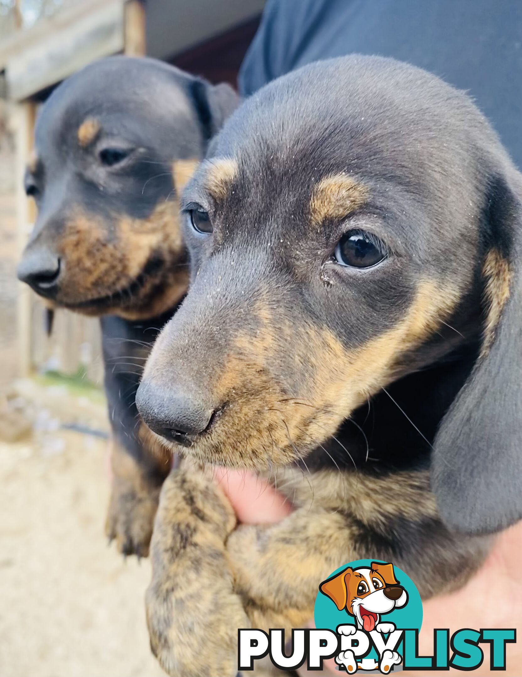 Mini Brindle Dachshund Pups