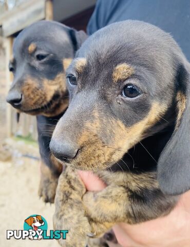 Mini Brindle Dachshund Pups