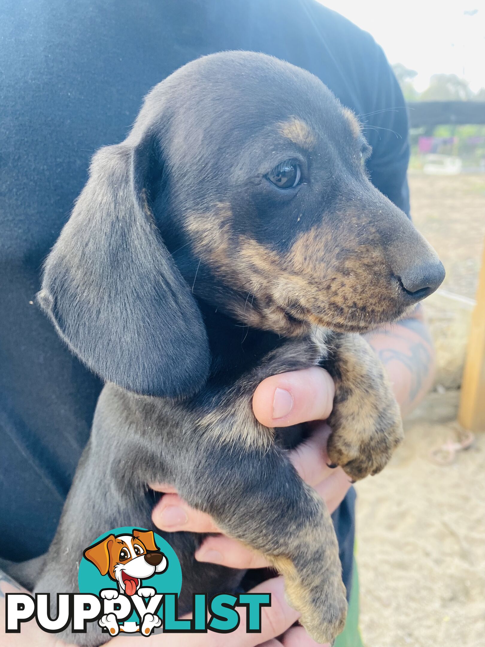 Mini Brindle Dachshund Pups