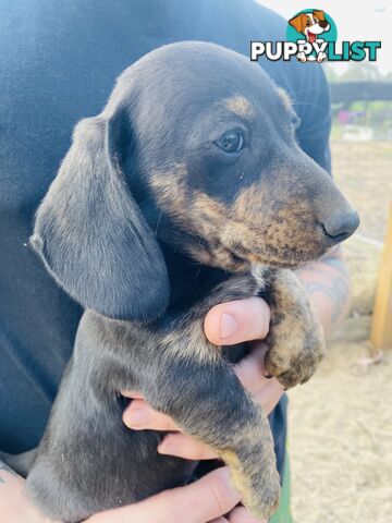 Mini Brindle Dachshund Pups