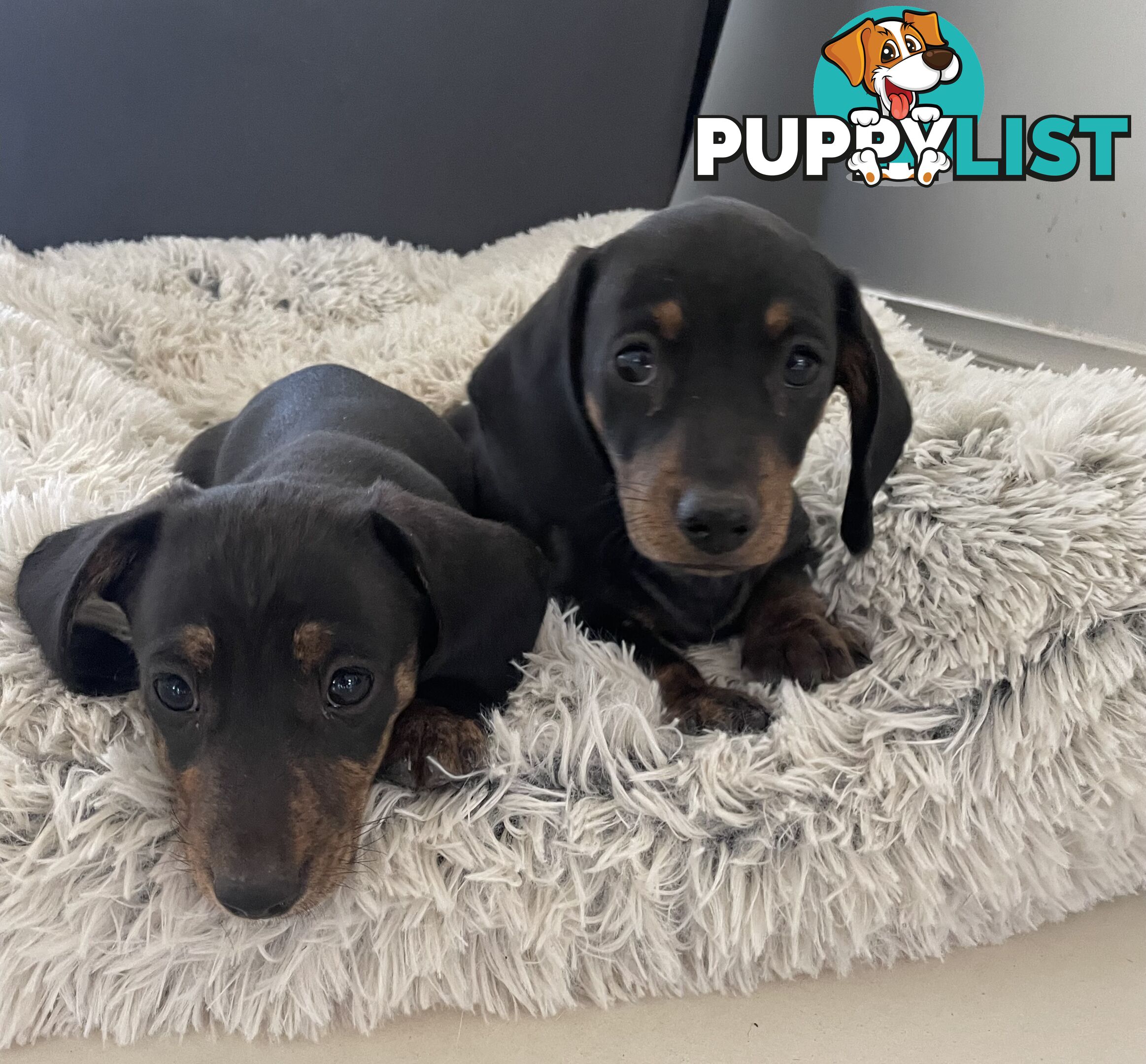 Mini Brindle Dachshund Pups