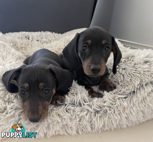 Mini Brindle Dachshund Pups