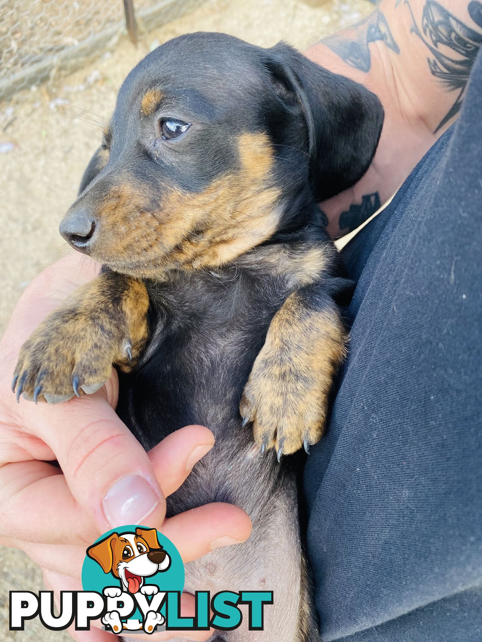 Mini Brindle Dachshund Pups