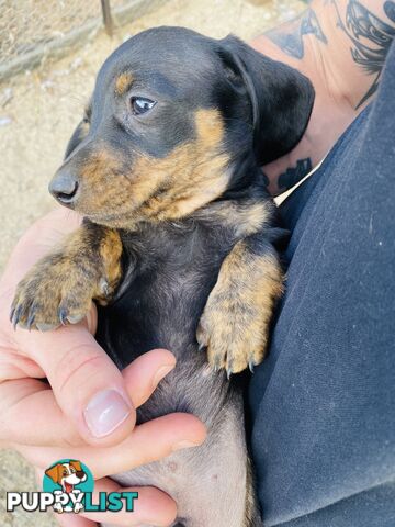 Mini Brindle Dachshund Pups