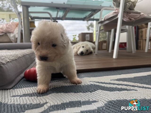 9 Maremma Puppies for Sale!