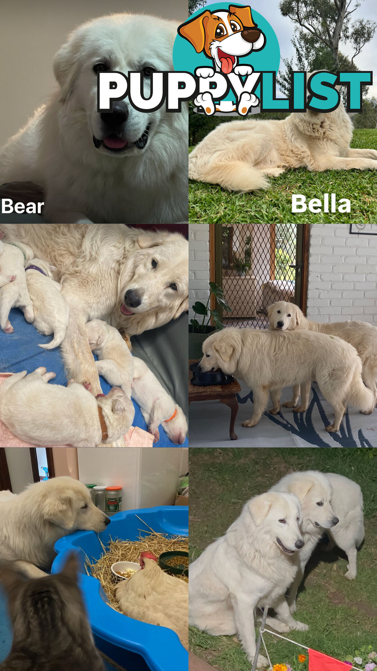 9 Maremma Puppies for Sale!