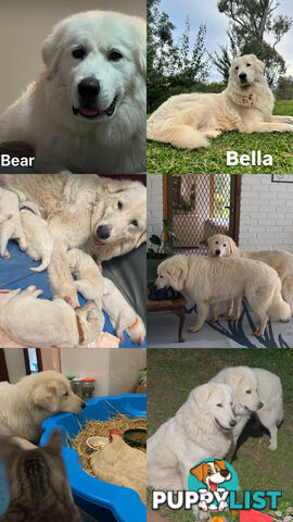 9 Maremma Puppies for Sale!