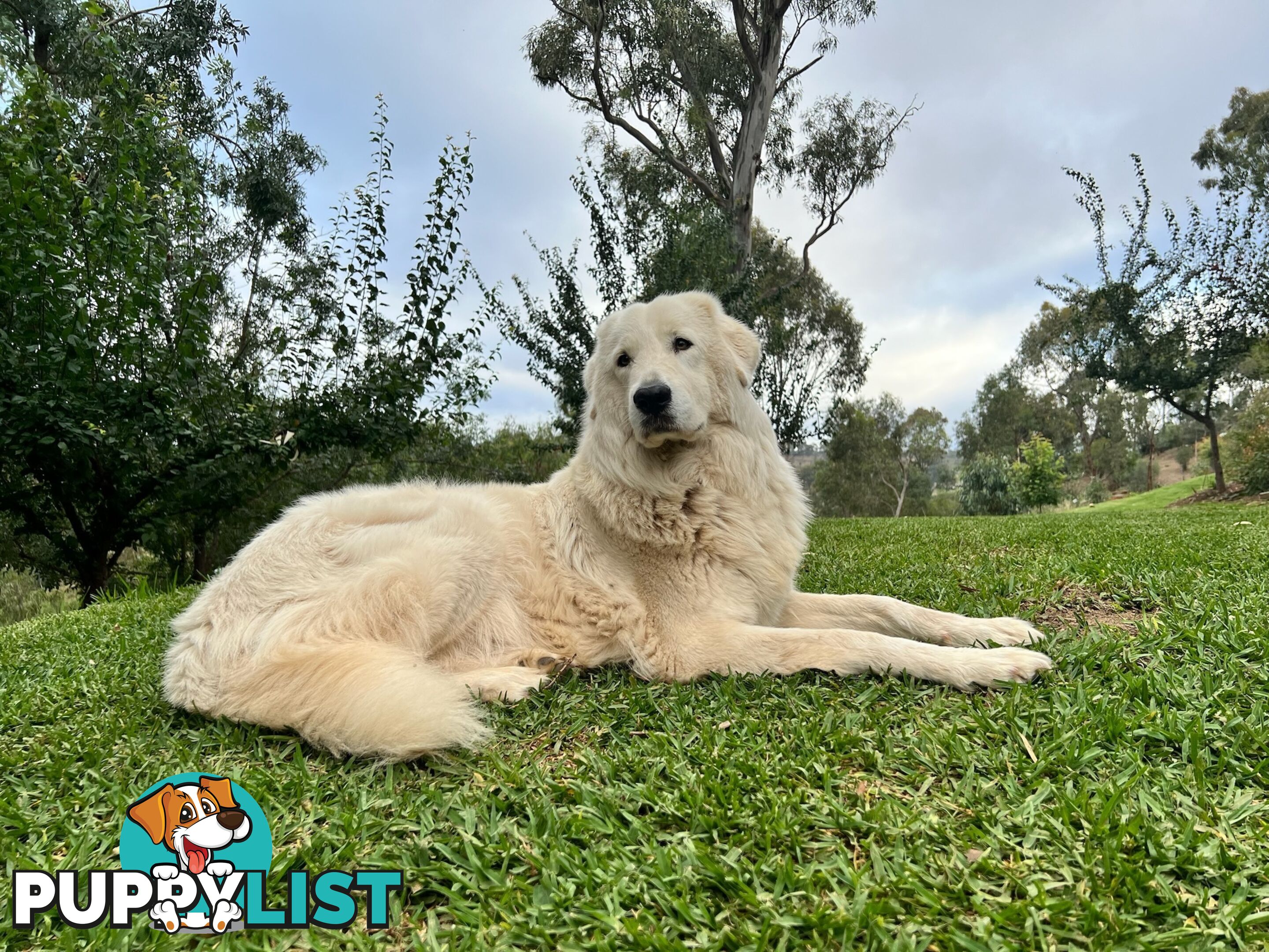 9 Maremma Puppies for Sale!