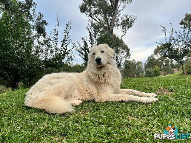 9 Maremma Puppies for Sale!