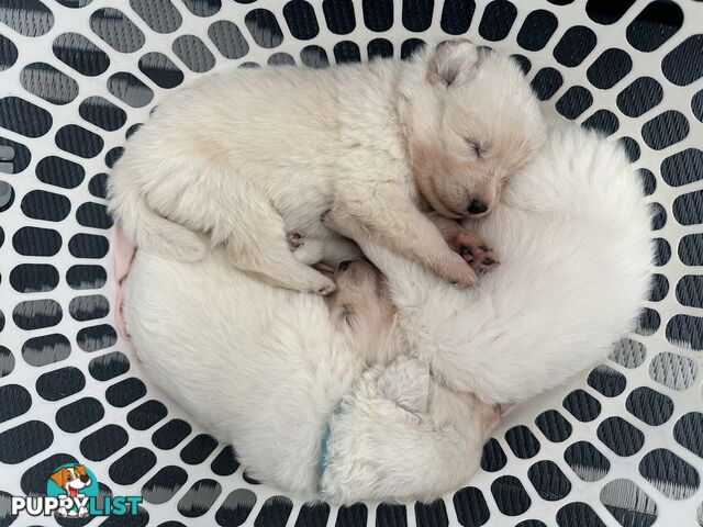 9 Maremma Puppies for Sale!