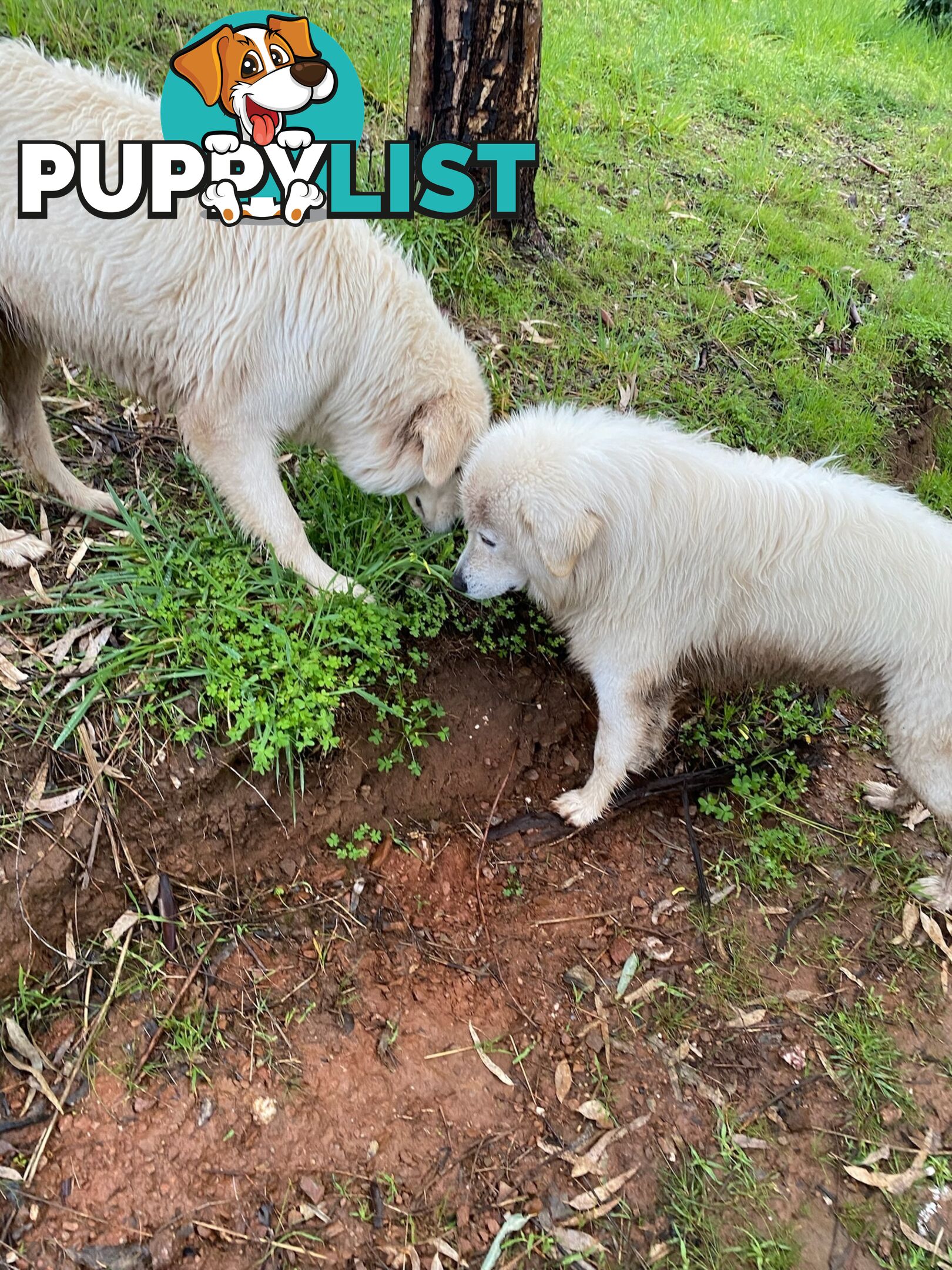 9 Maremma Puppies for Sale!