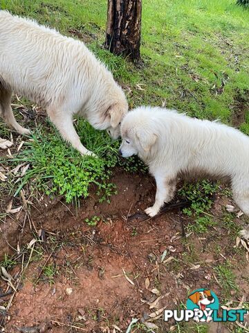 9 Maremma Puppies for Sale!