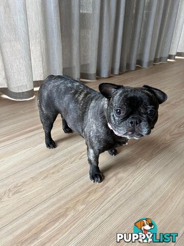 French Bulldog (Belle) Black Brindle Purebred