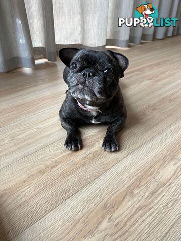 French Bulldog (Belle) Black Brindle Purebred