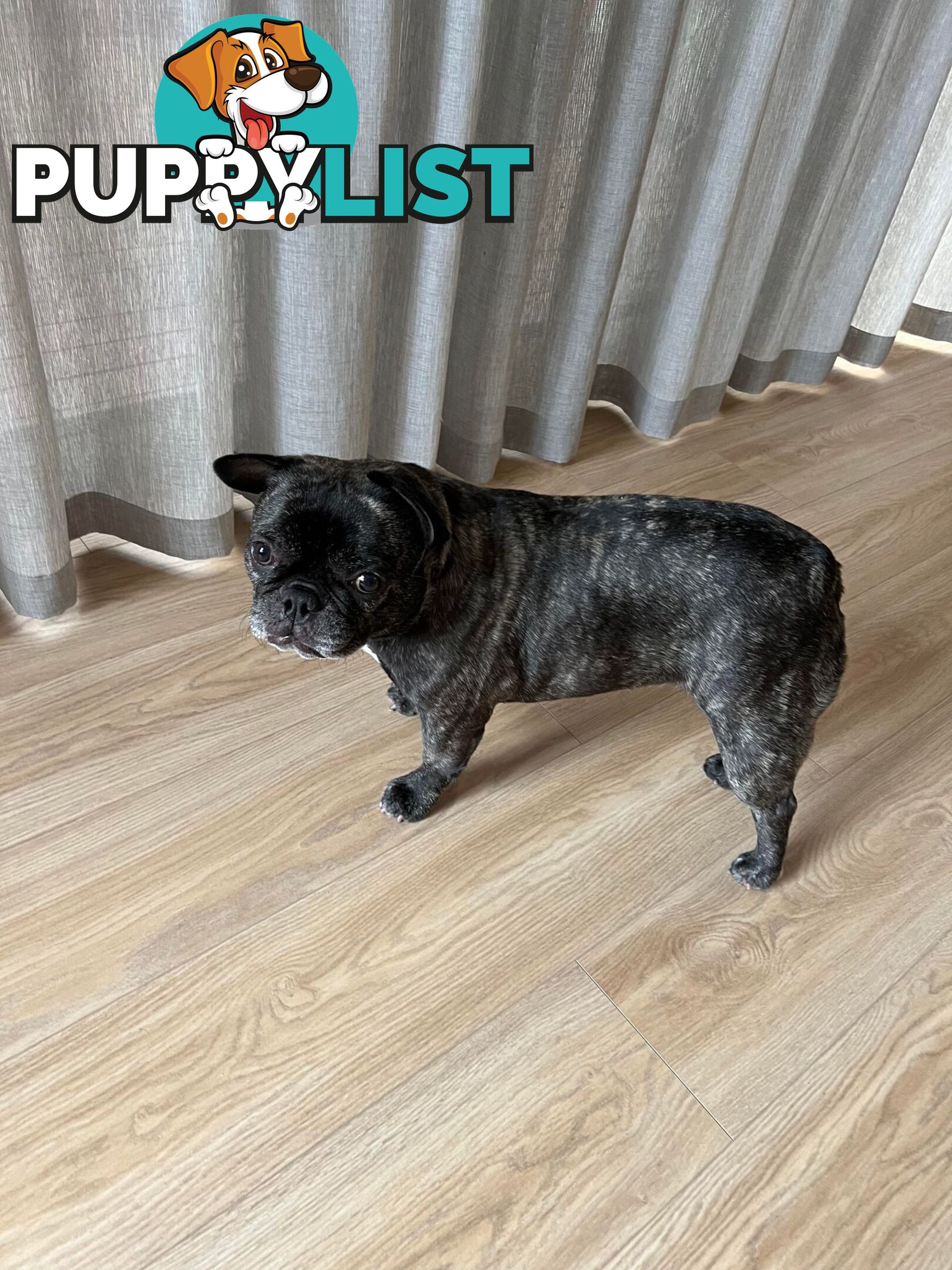 French Bulldog (Belle) Black Brindle Purebred