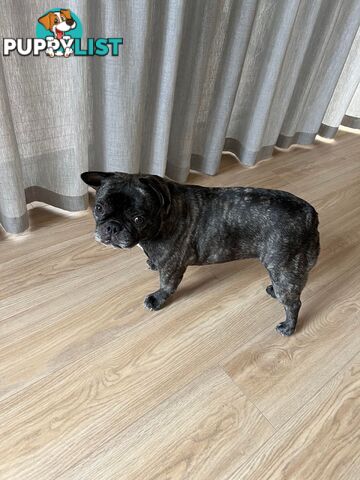 French Bulldog (Belle) Black Brindle Purebred