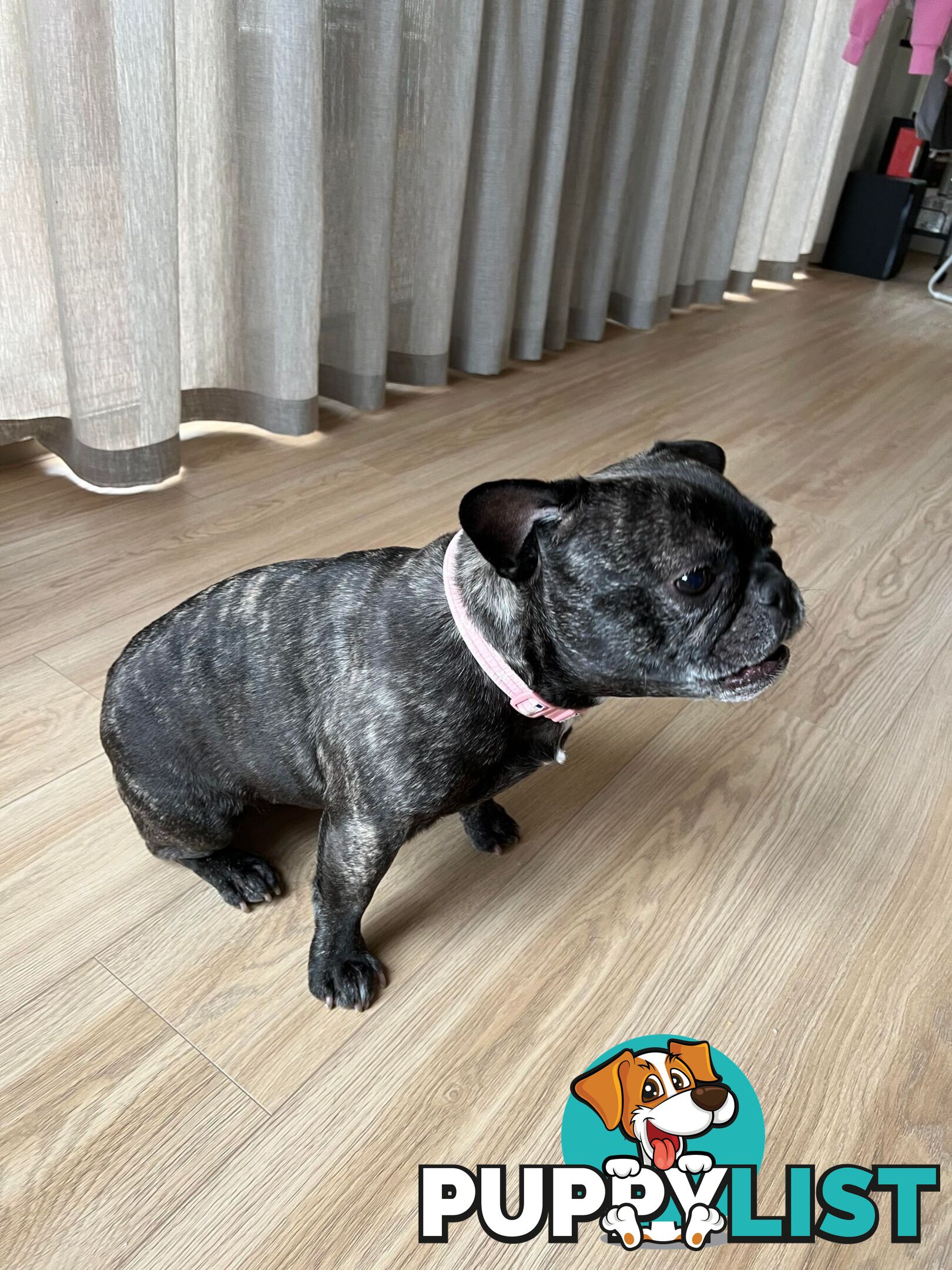 French Bulldog (Belle) Black Brindle Purebred