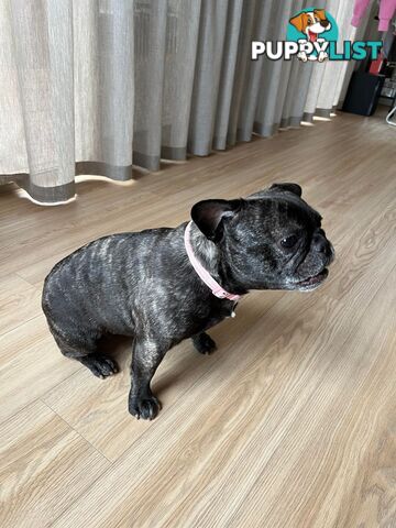 French Bulldog (Belle) Black Brindle Purebred