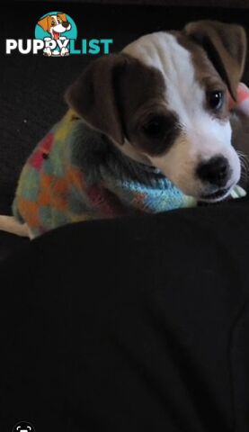 Cute Jack Russel pup looking for her forever home.