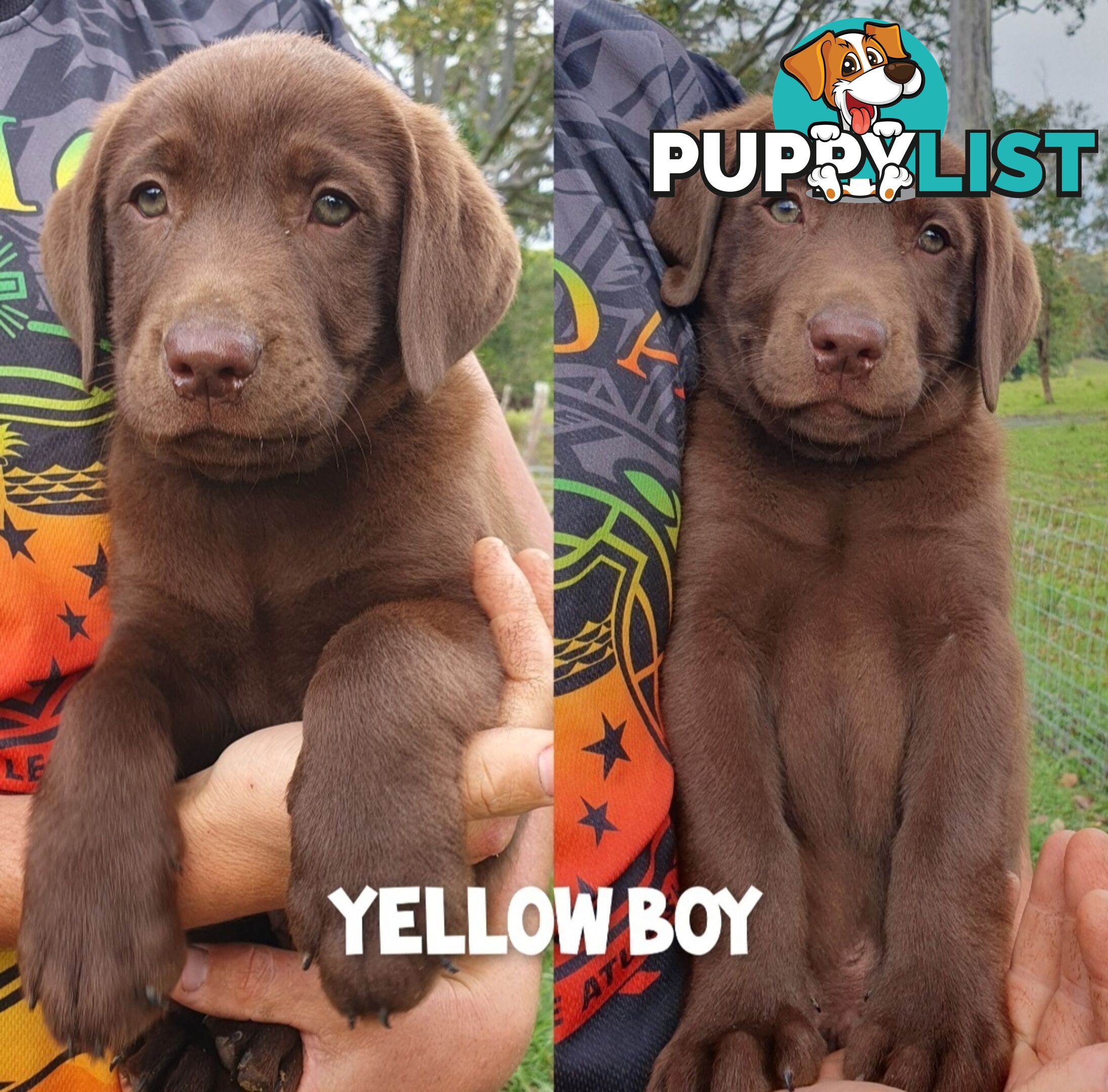 Purbred Labrador puppies