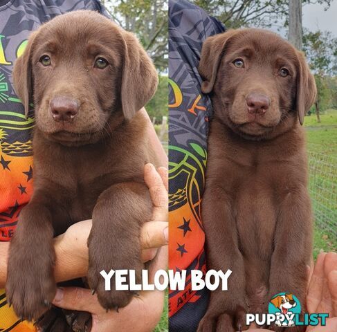 Purbred Labrador puppies