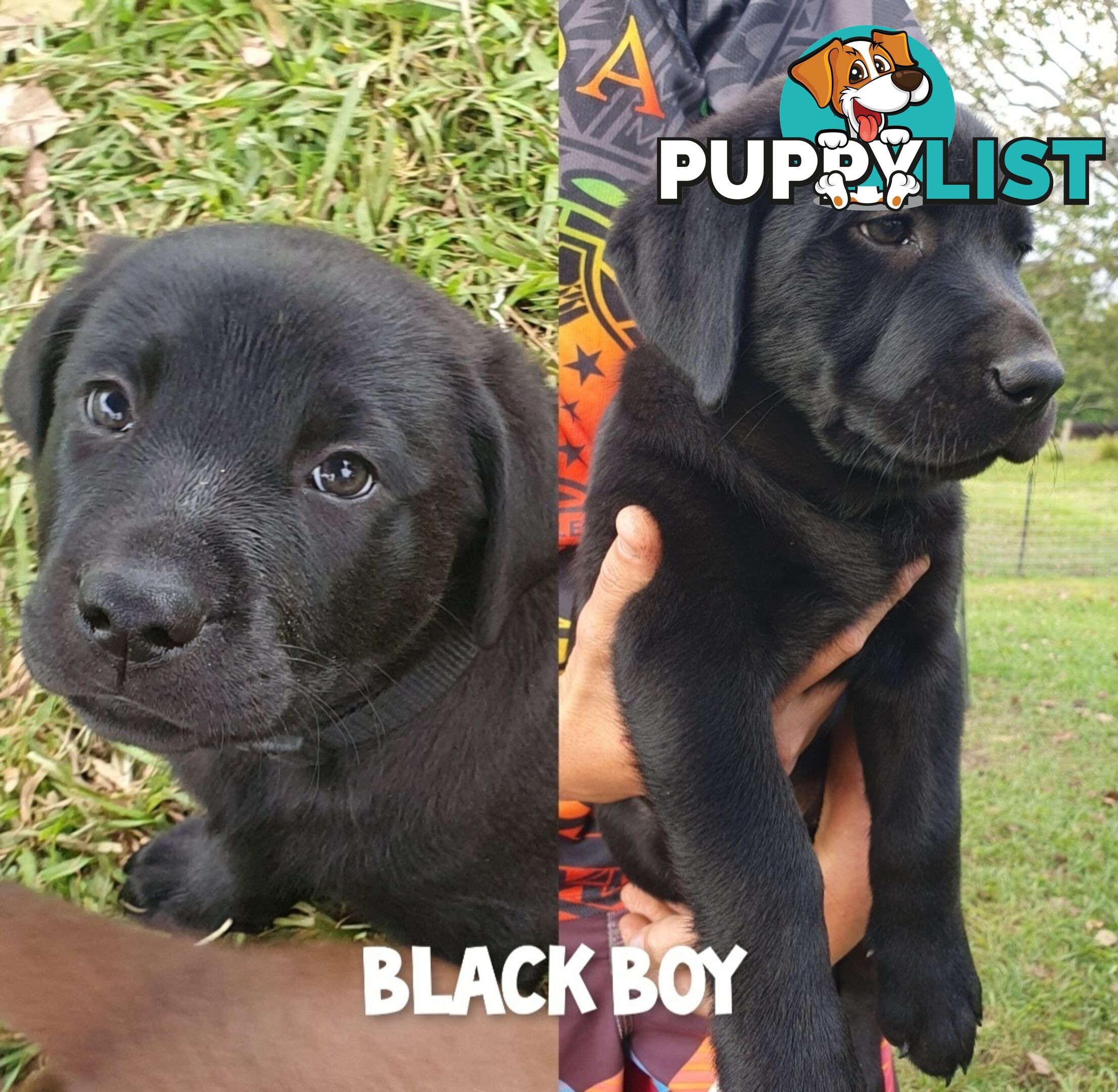 Purbred Labrador puppies