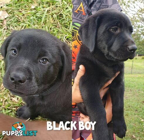 Purbred Labrador puppies