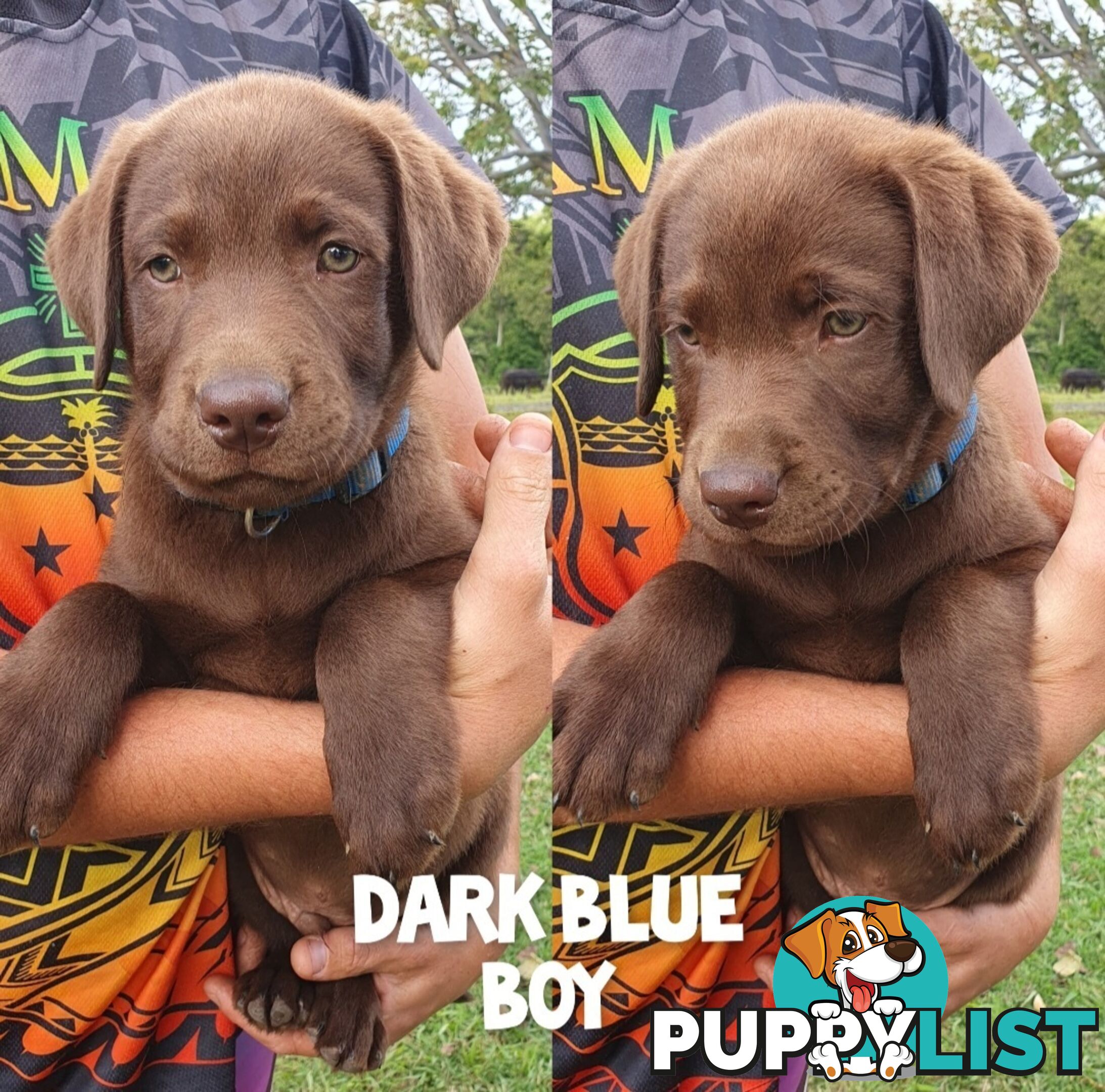 Purbred Labrador puppies