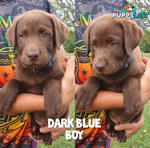 Purbred Labrador puppies