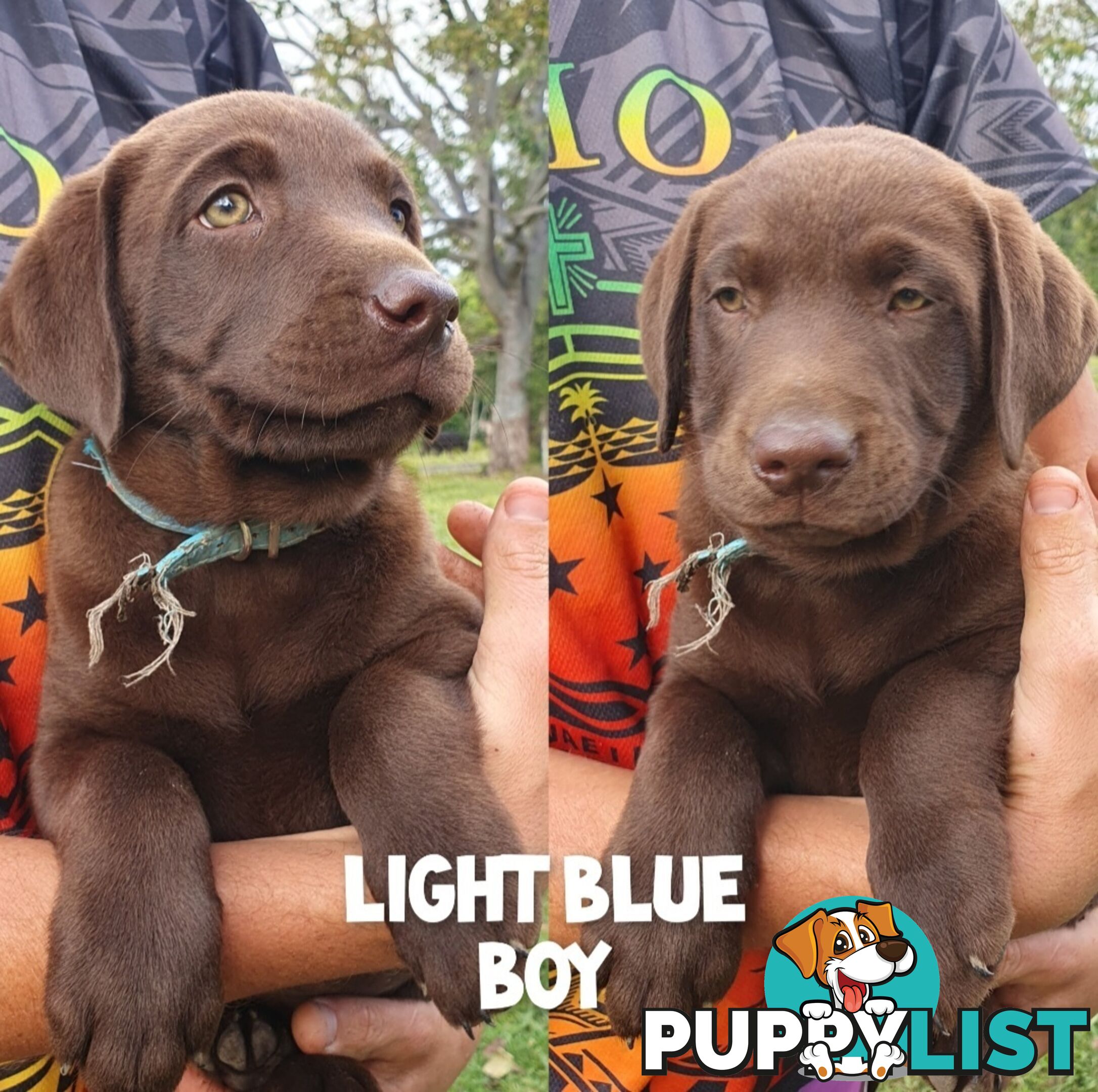 Purbred Labrador puppies