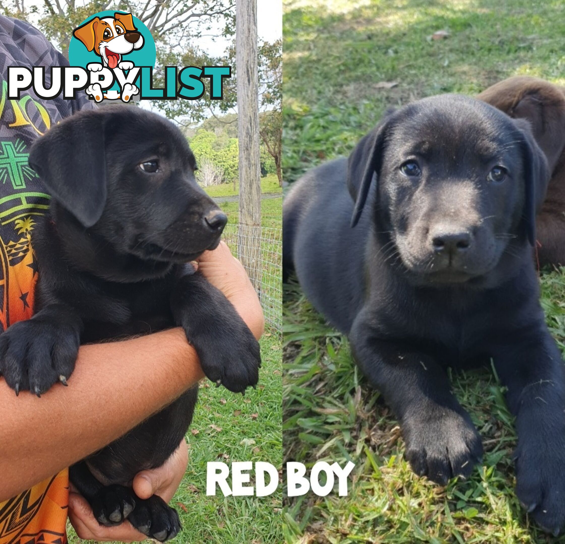 Purbred Labrador puppies