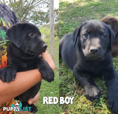 Purbred Labrador puppies