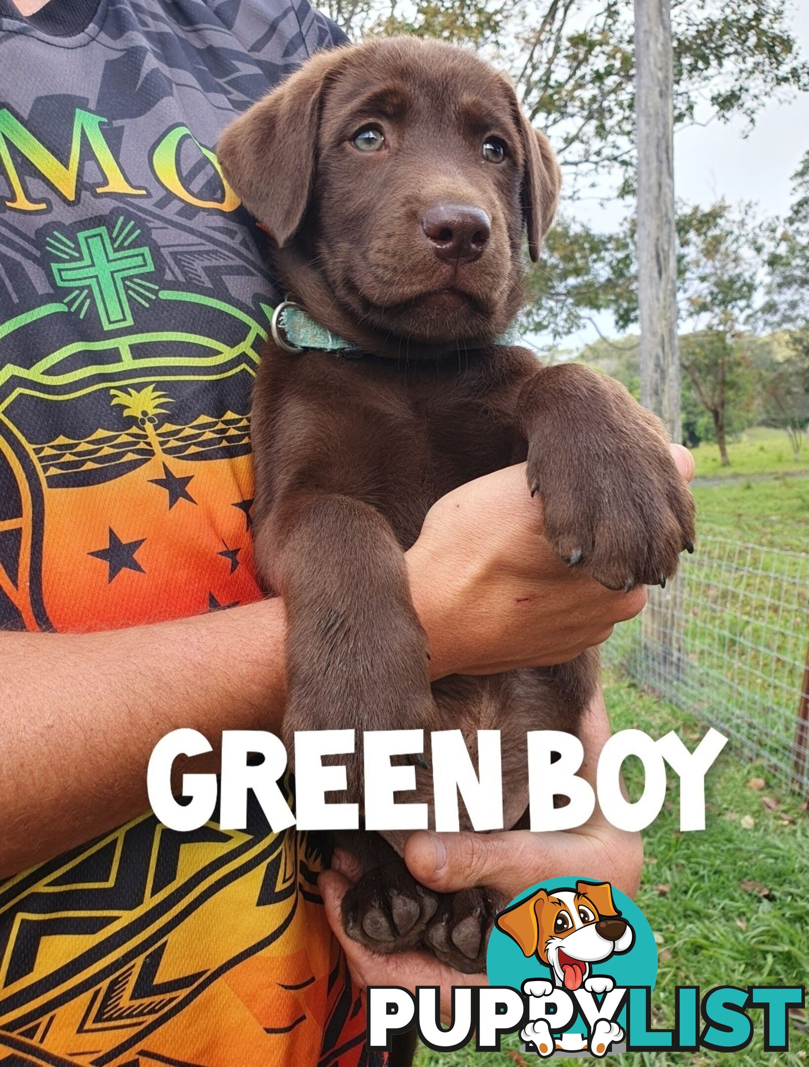 Purbred Labrador puppies