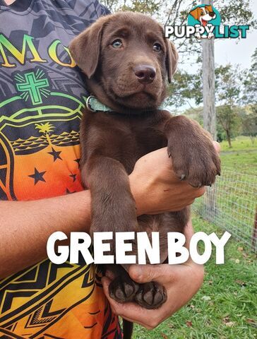 Purbred Labrador puppies