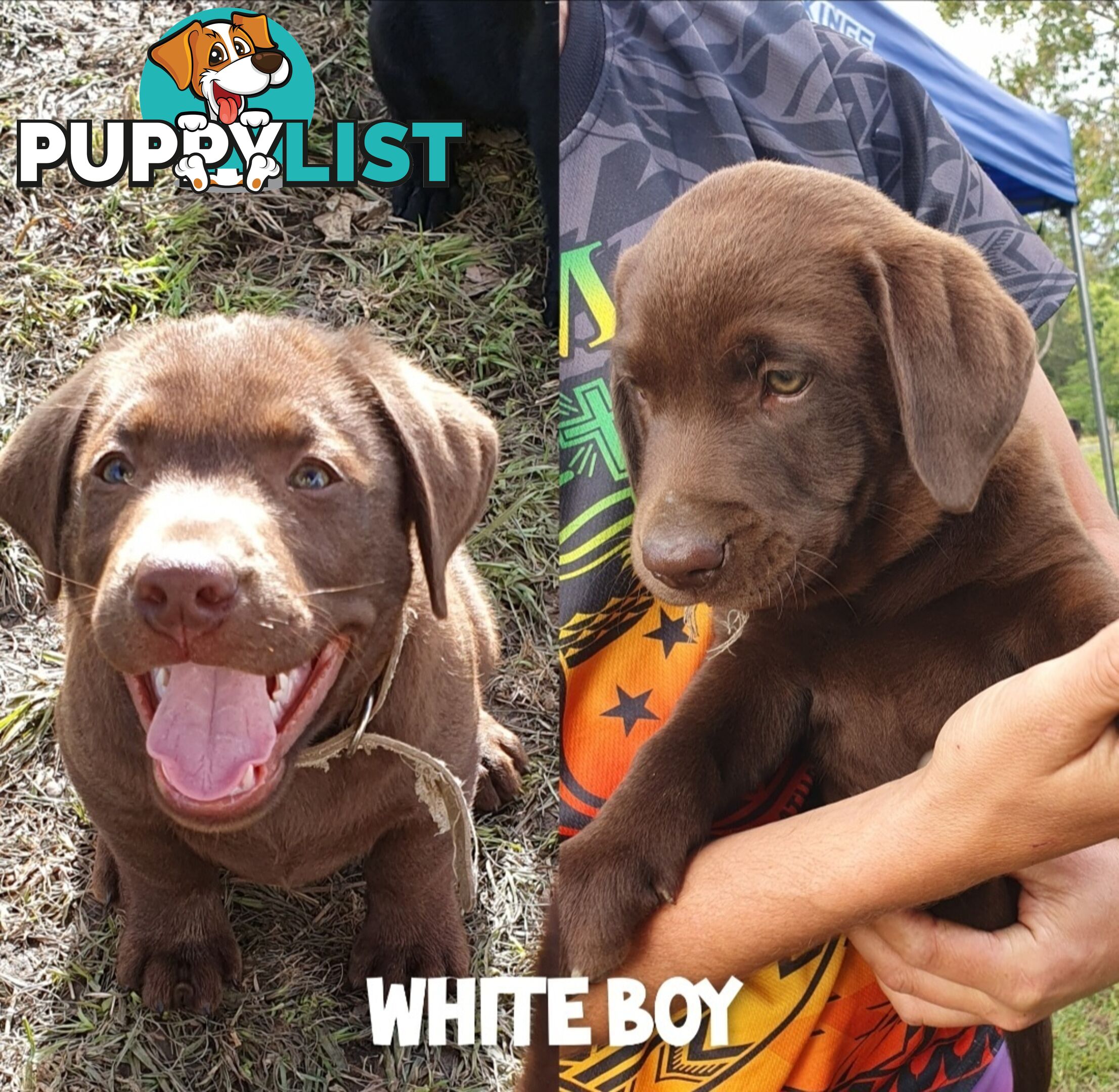 Purbred Labrador puppies