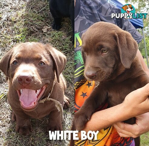 Purbred Labrador puppies