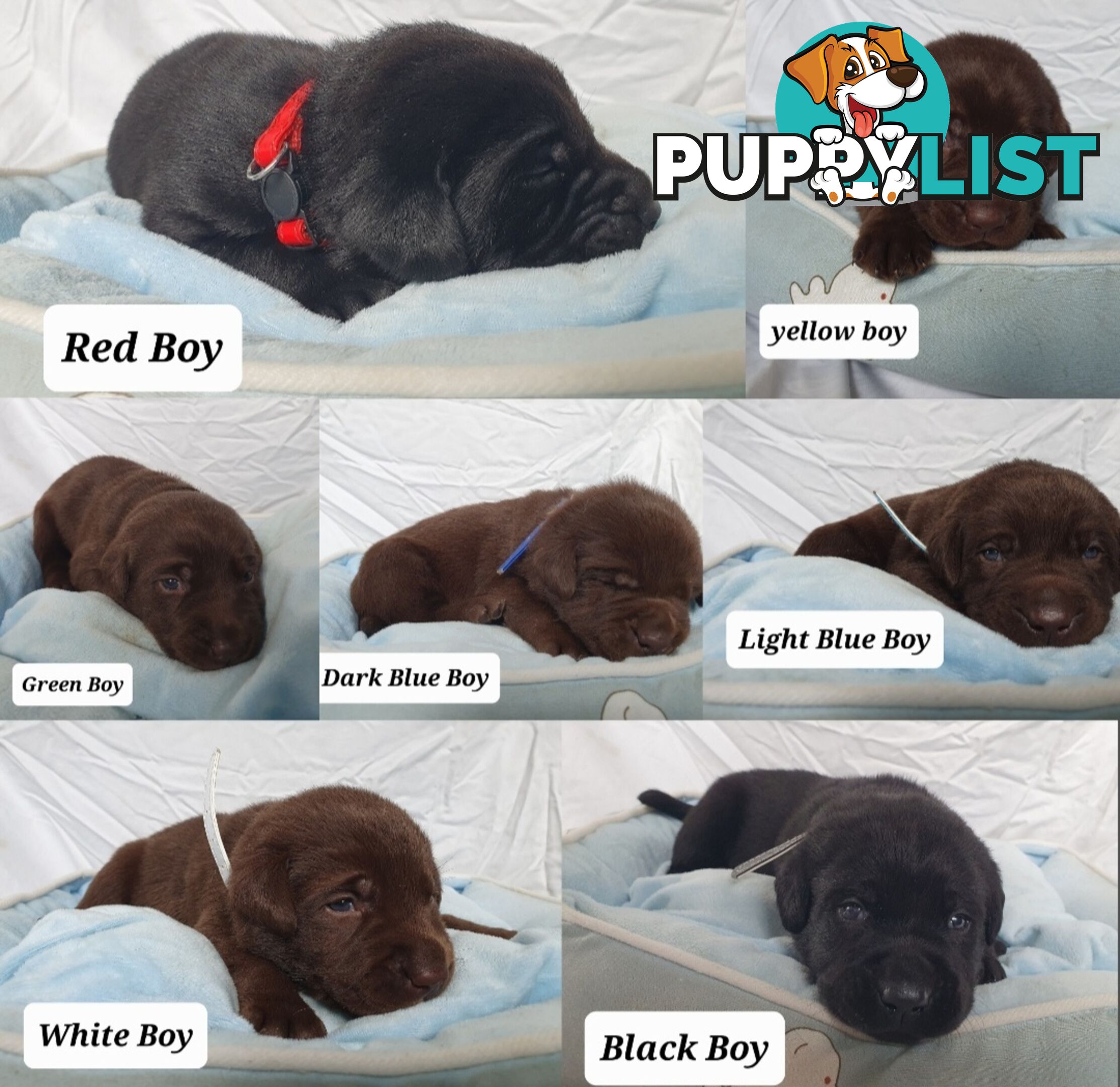 Purbred Labrador puppies