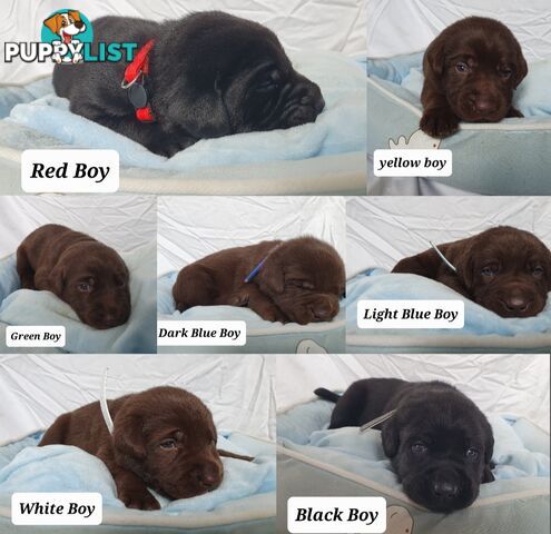 Purbred Labrador puppies