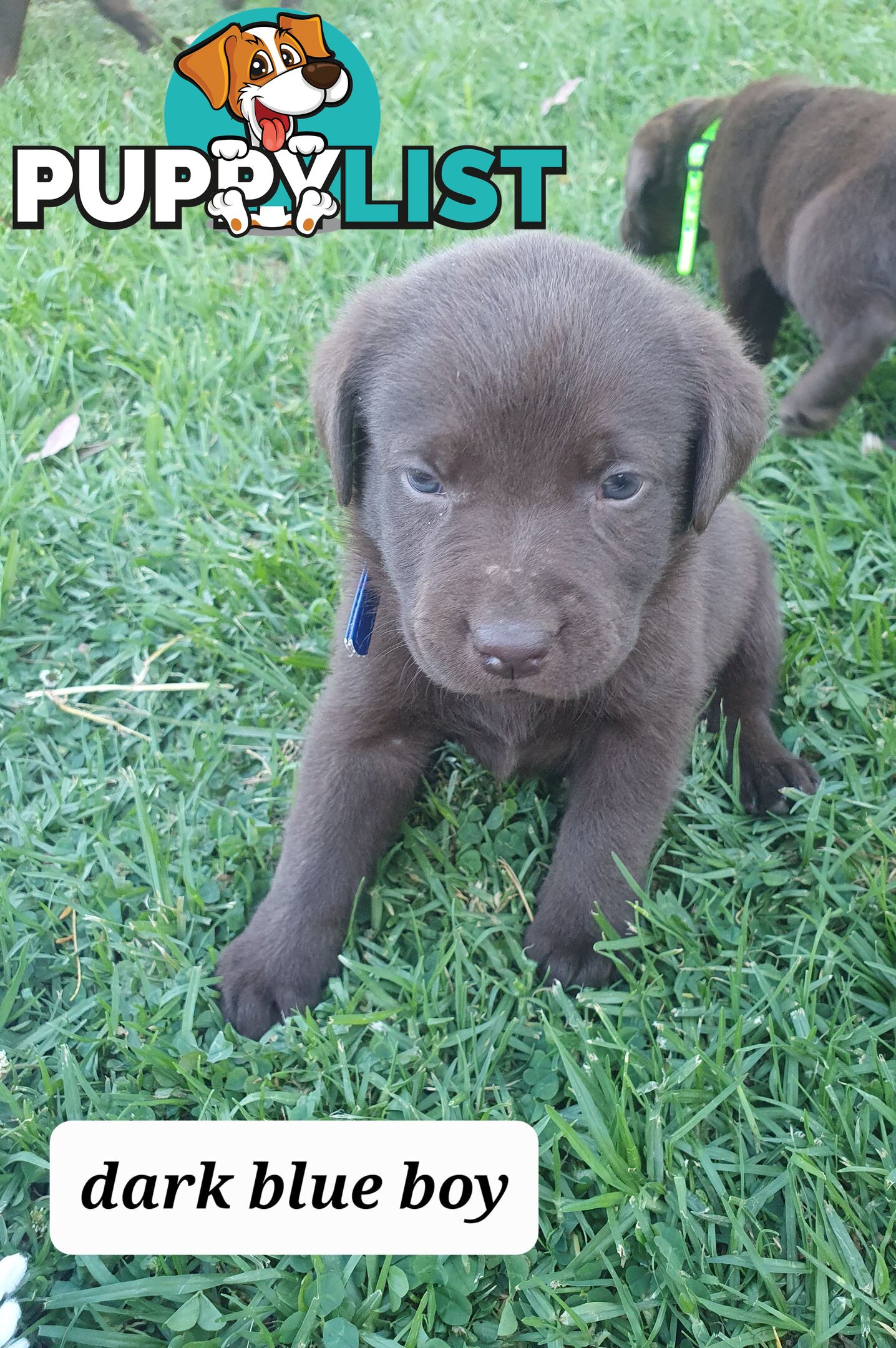 Purbred Labrador puppies