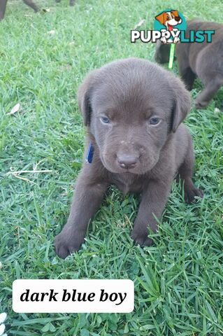 Purbred Labrador puppies