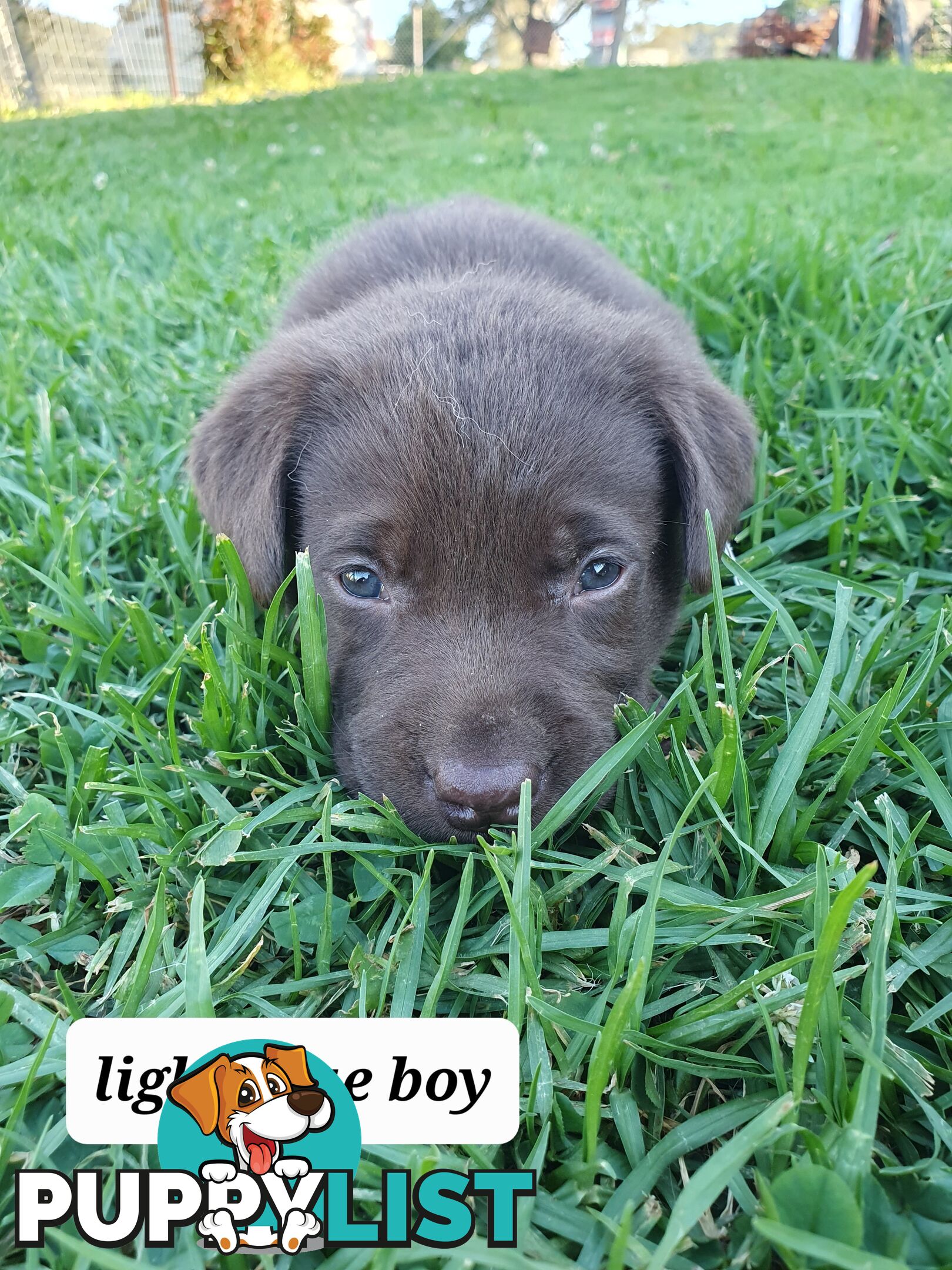 Purbred Labrador puppies