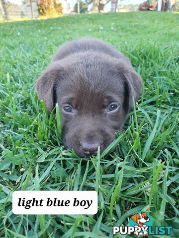 Purbred Labrador puppies