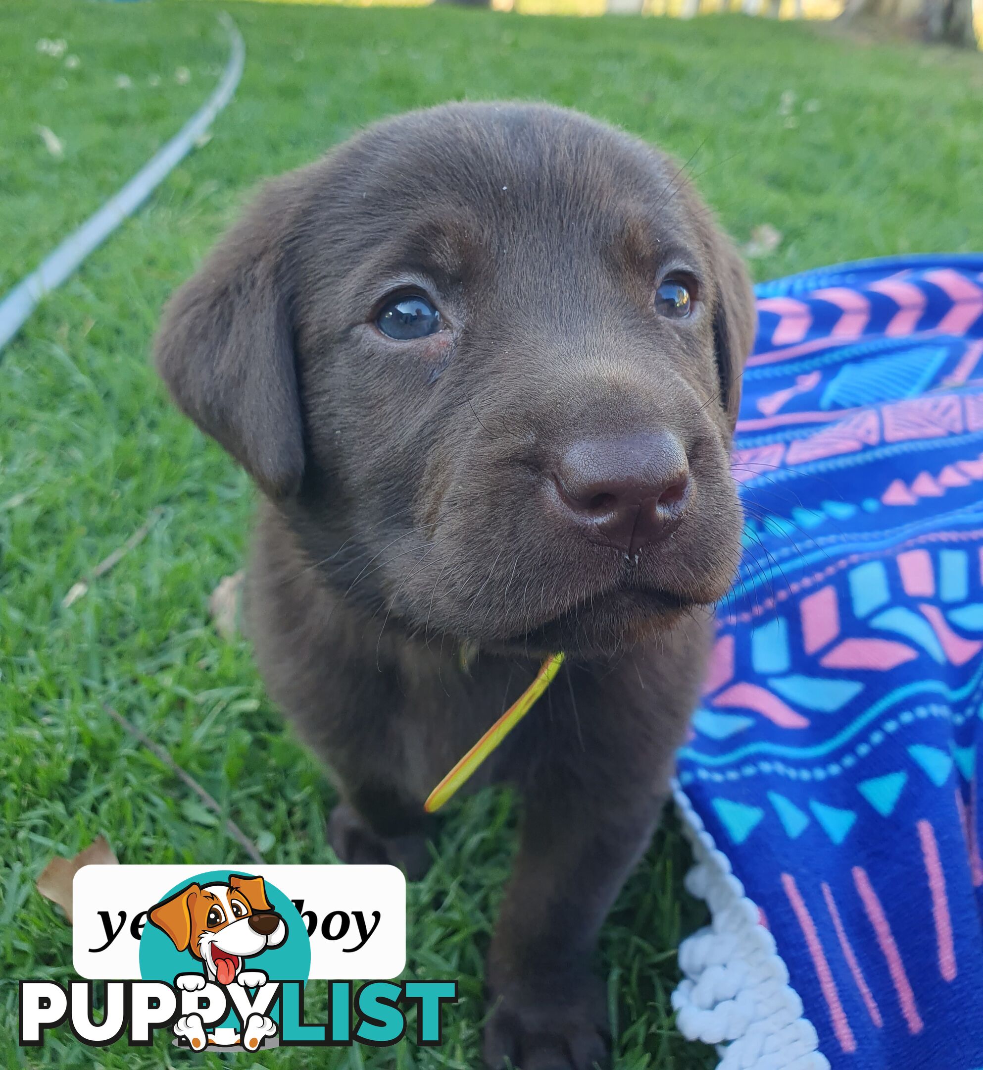 Purbred Labrador puppies